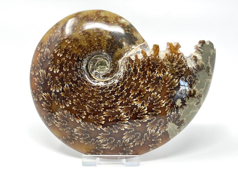Ammonite Cleoniceras Large 13.7cm | Image 1