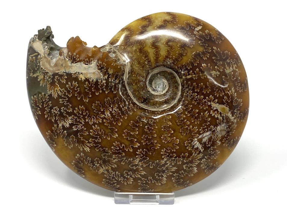Ammonite Cleoniceras Large 16.3cm | Image 1