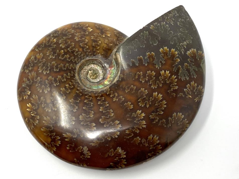 Ammonite Cleoniceras Large 12.3cm | Image 1