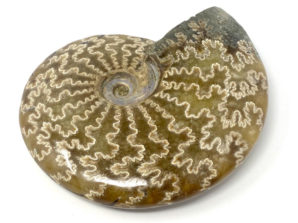 Ammonite Cleoniceras Large 12.1cm | Image 1