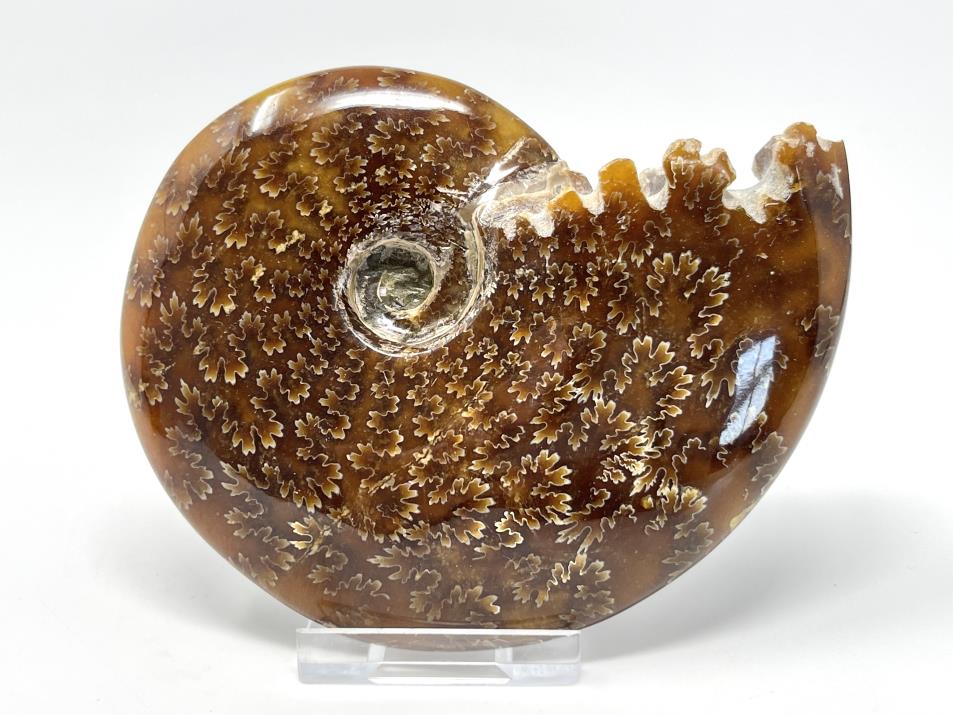 Ammonite Cleoniceras 11.2cm | Image 1