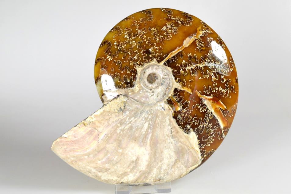 Ammonite Cleoniceras 15cm | Image 1