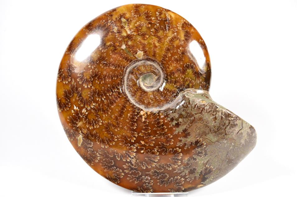 Ammonite Cleoniceras 16.1cm | Image 1