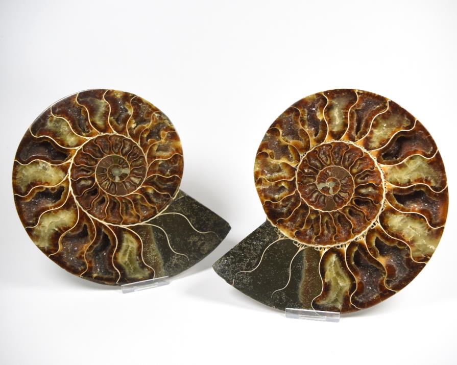 Ammonite Pair 19.4cm | Image 1