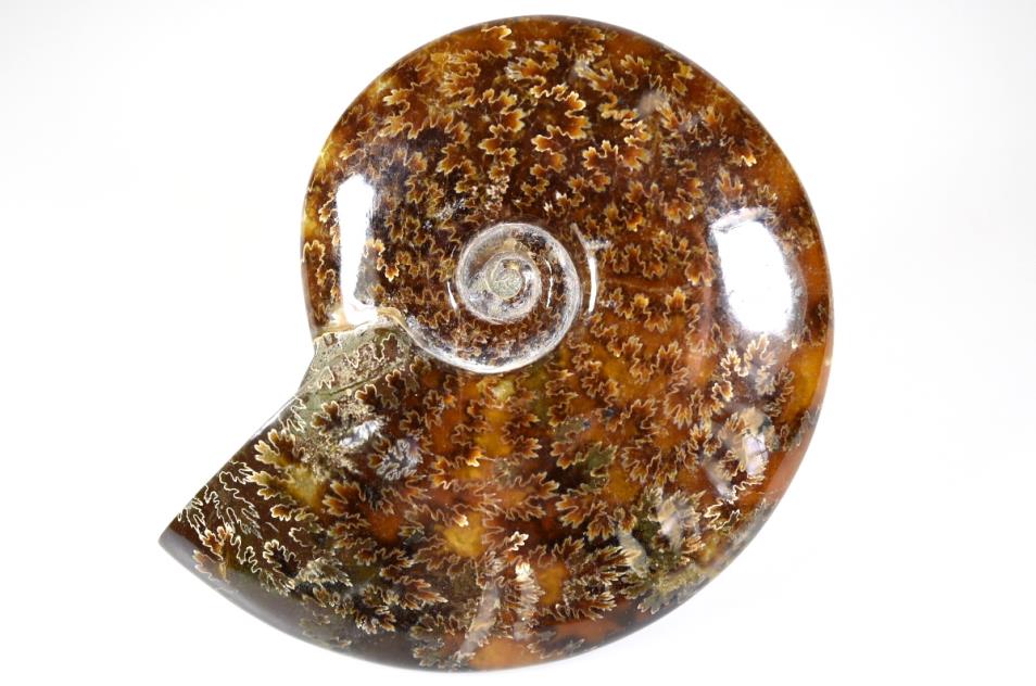Ammonite Cleoniceras 11.5cm | Image 1