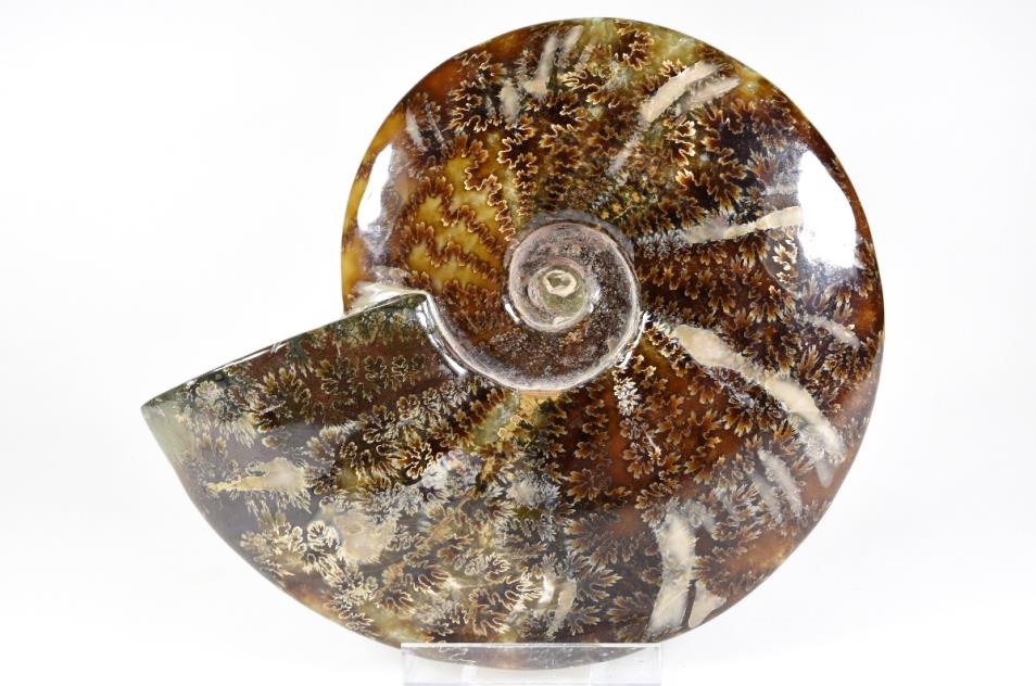 Ammonite Cleoniceras 16cm | Image 1