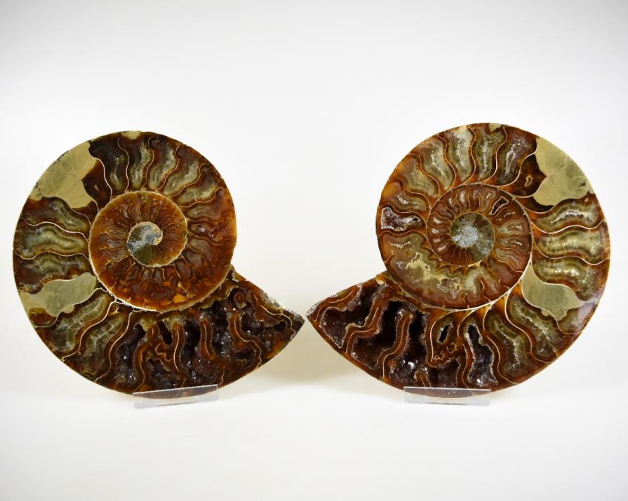 Ammonite Pair 15cm | Image 1