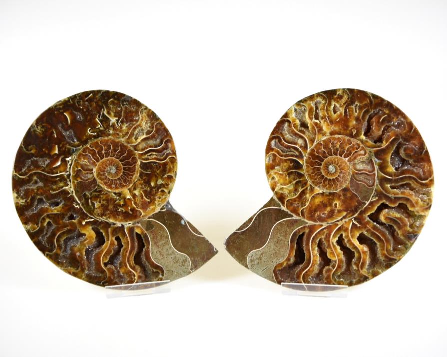 Ammonite Pair 14.2cm | Image 1