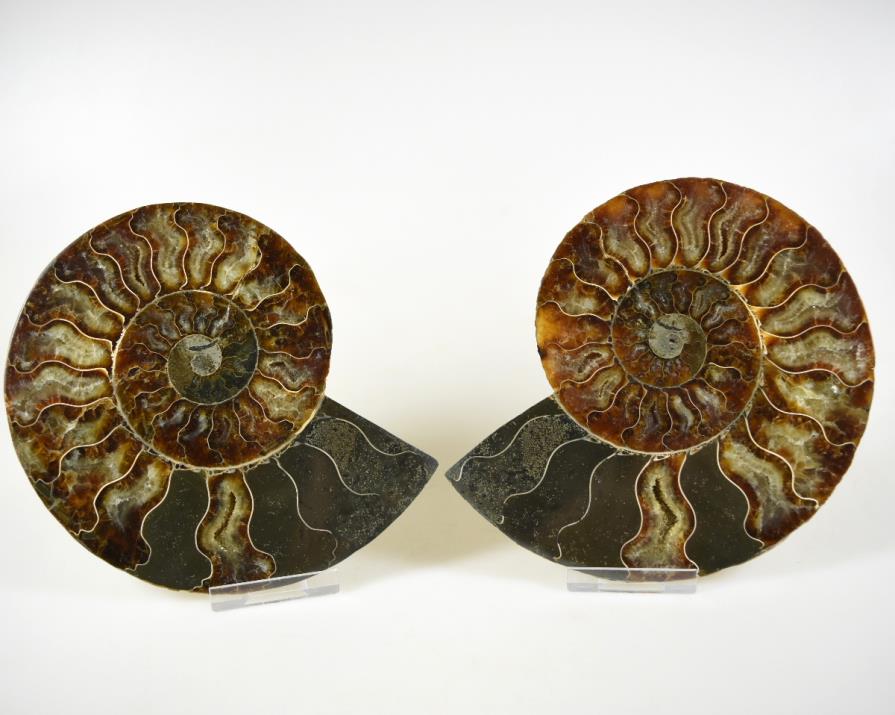 Ammonite Pair 14.5cm | Image 1