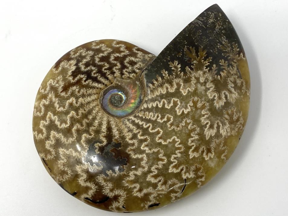 Ammonite Cleoniceras 10cm | Image 1