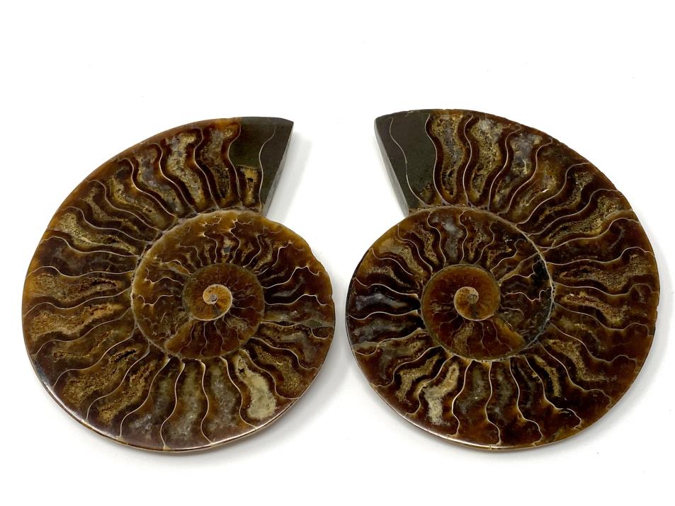 Ammonite Pair 10.2cm | Image 1