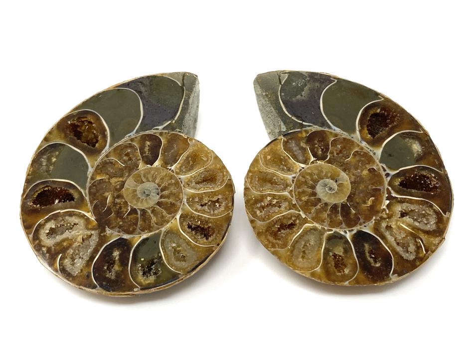 Ammonite Pair 5.7cm | Image 1