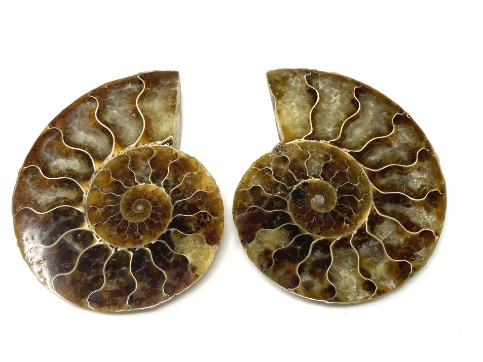Ammonite Pair 7.5cm | Image 1