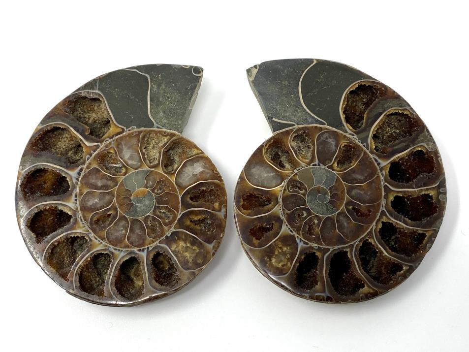 Ammonite Pair 7.2cm | Image 1