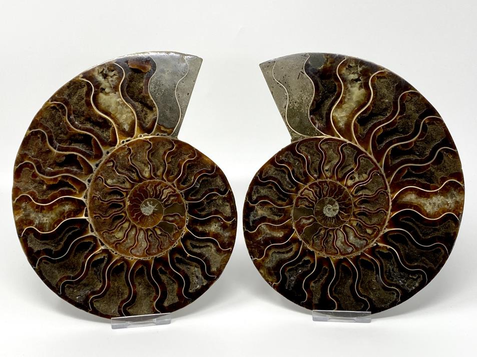 Ammonite Pair Large 20cm | Image 1
