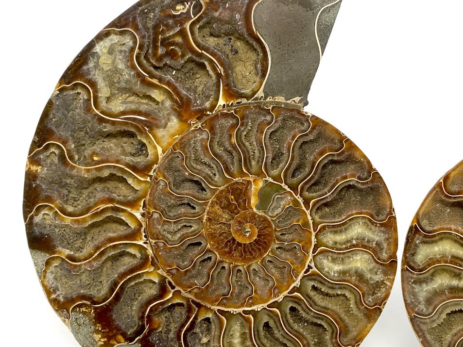 Fossilized Ammonite Half Fossil Cretaceous Madagascar FSE141 ✔100%genuine 