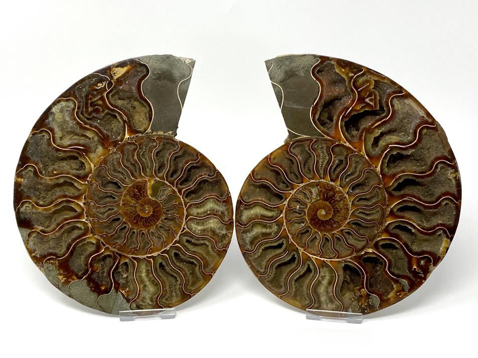 Ammonite Pair Large 20cm  | Image 1