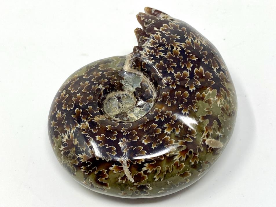 Ammonite Desmoceras 7.7cm | Image 1