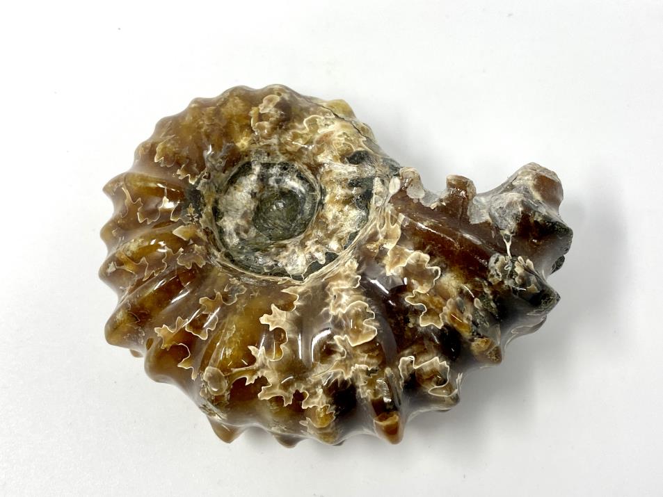 Ammonite Douvilleiceras 7.4cm | Image 1