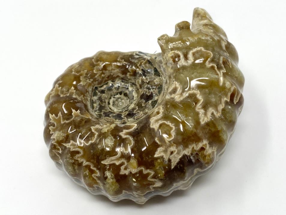 Ammonite Douvilleiceras 6.4cm | Image 1