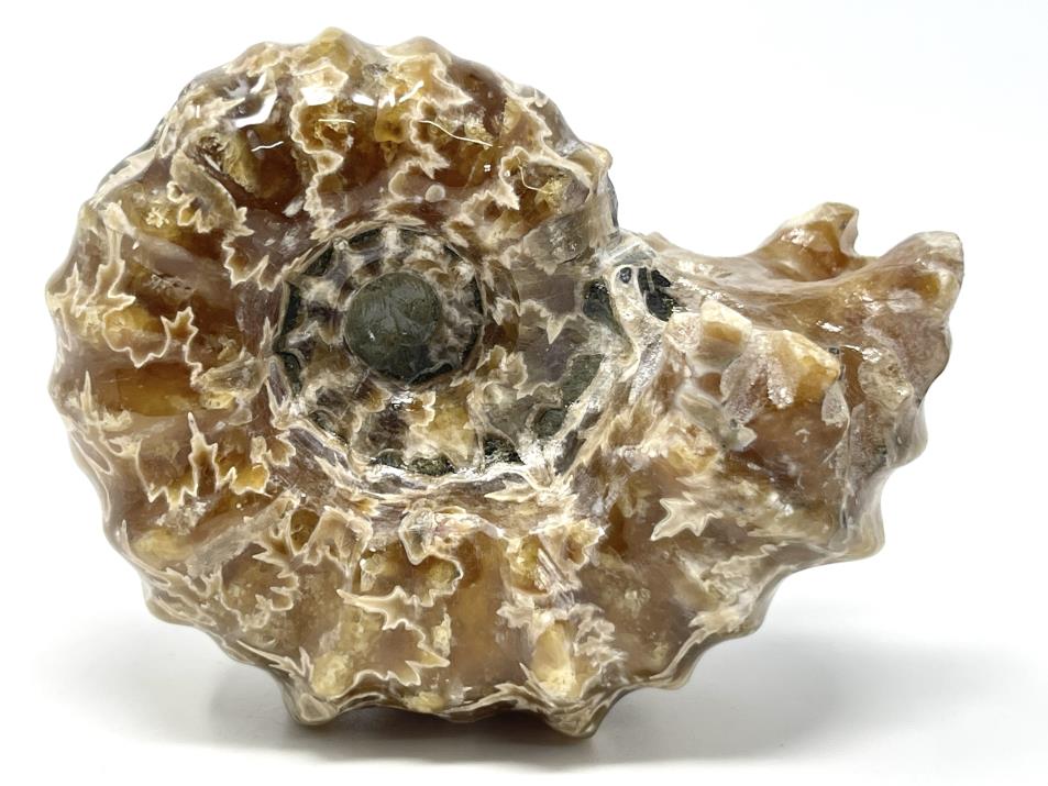 Ammonite Douvilleiceras 6.9cm | Image 1
