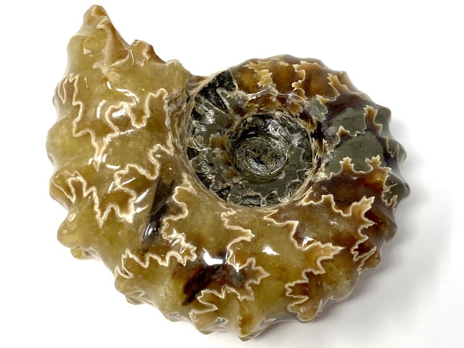 Ammonite Douvilleiceras 7cm | Image 1