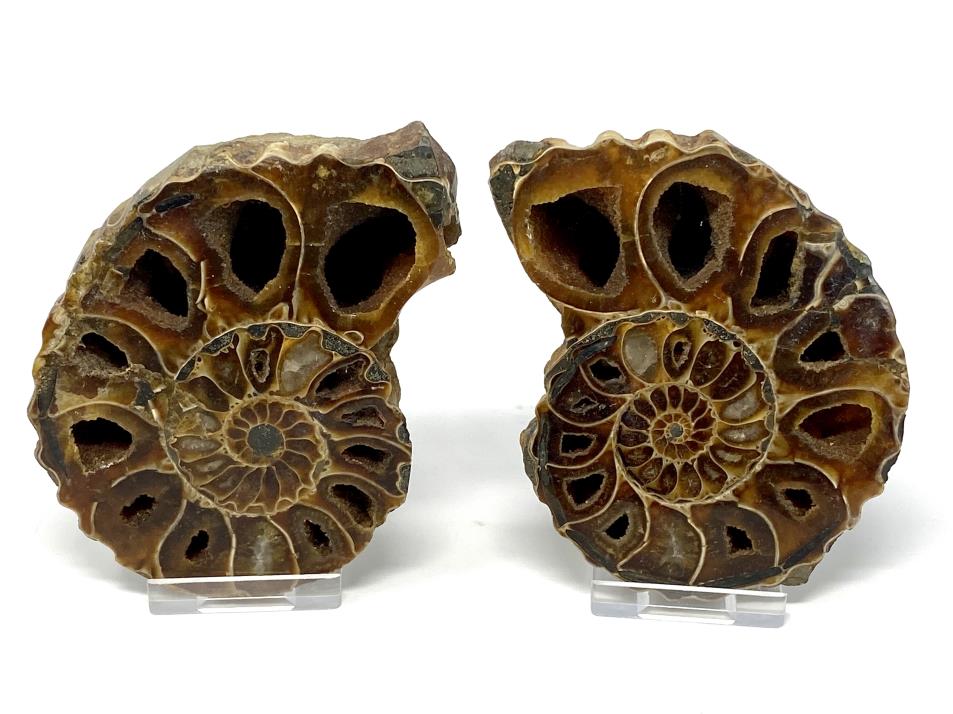 Ammonite Pair 11.3cm | Image 1