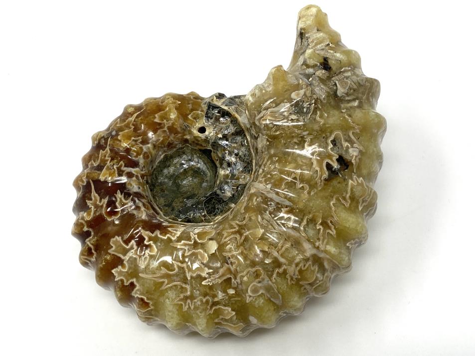 Ammonite Douvilleiceras Large 9.4cm | Image 1