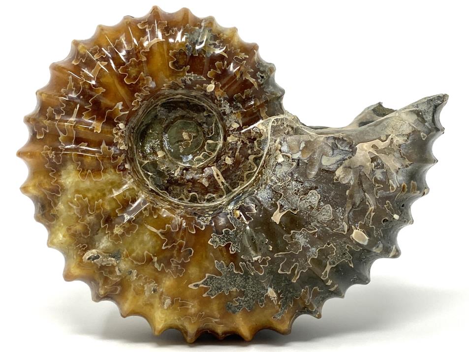 Ammonite Douvilleiceras Large 12.2cm | Image 1