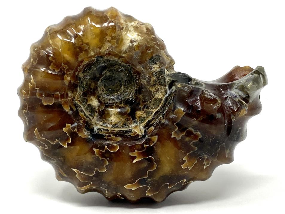 Ammonite Douvilleiceras 6.8cm | Image 1