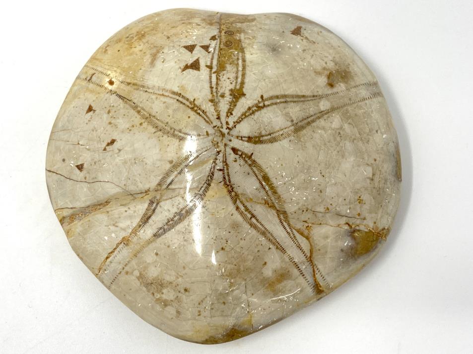Echinoid Fossil 8.3cm | Image 1