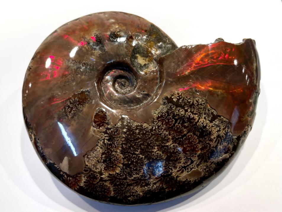 Ammonite Red Iridescent Large 16cm | Image 1
