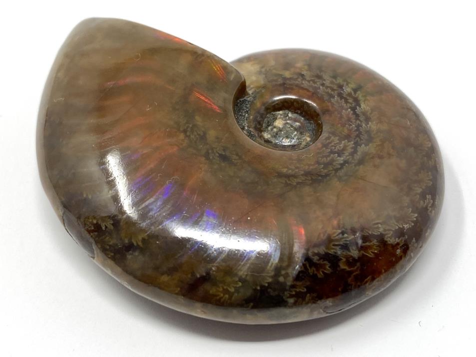 Ammonite Red Iridescent 5.3cm | Image 1