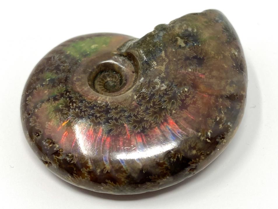 Ammonite Red Iridescent 5.1cm | Image 1