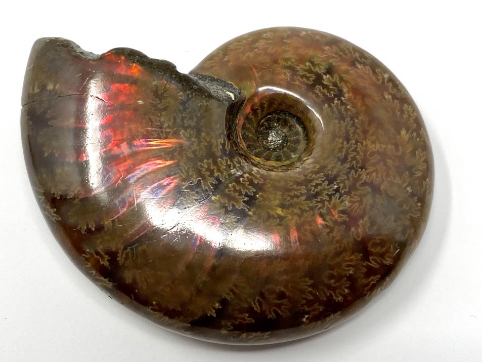Ammonite Red Iridescent 5.2cm | Image 1