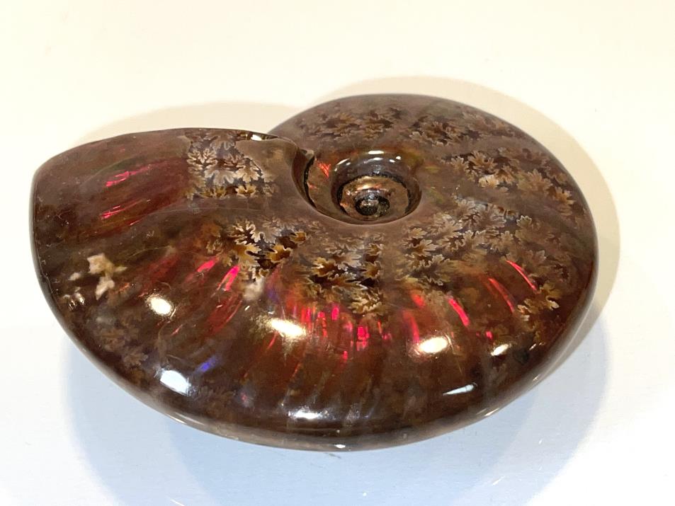 Ammonite Red Iridescent 8.5cm | Image 1