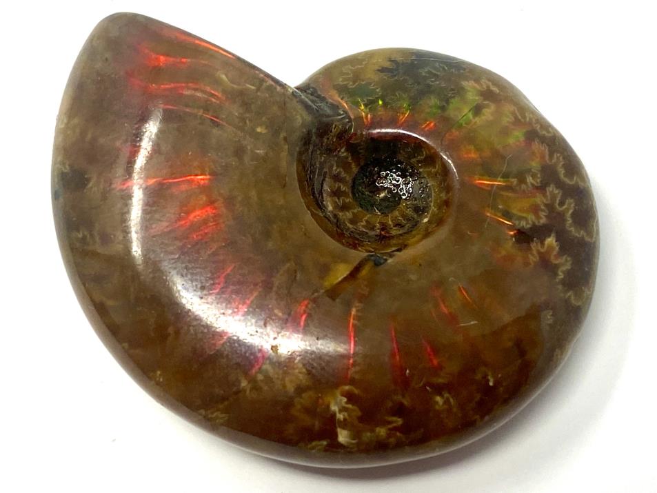 Ammonite Red Iridescent 3.9cm | Image 1