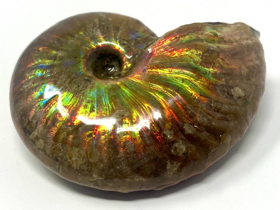 Ammonite Iridescent 5cm | Image 1