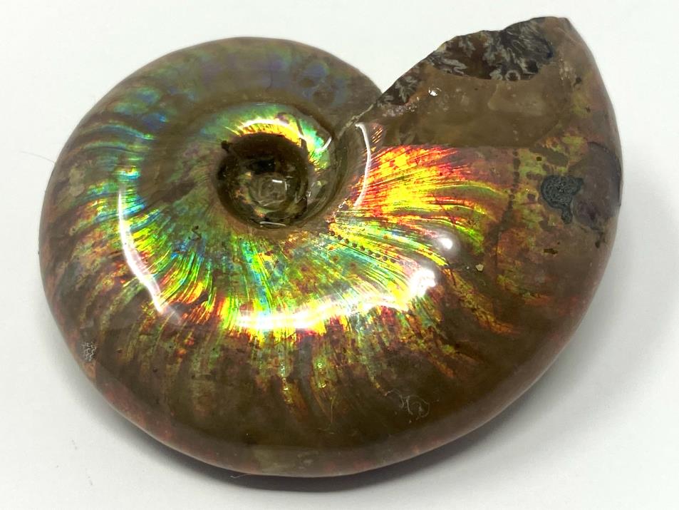 Ammonite Iridescent 4.7cm | Image 1