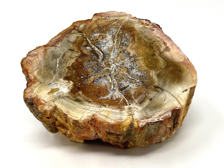 Fossilised Wood Branch End 9.4cm | Image 1