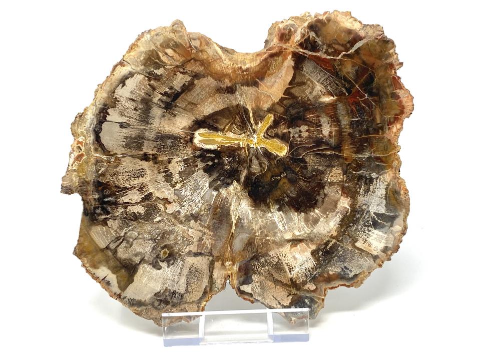 Fossilised Wood Slice 20cm | Image 1