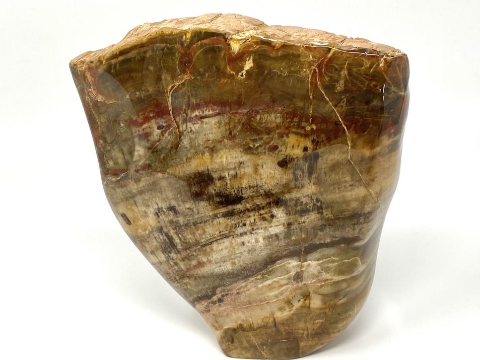 Fossilised Wood Freeshape 14.3cm | Image 1