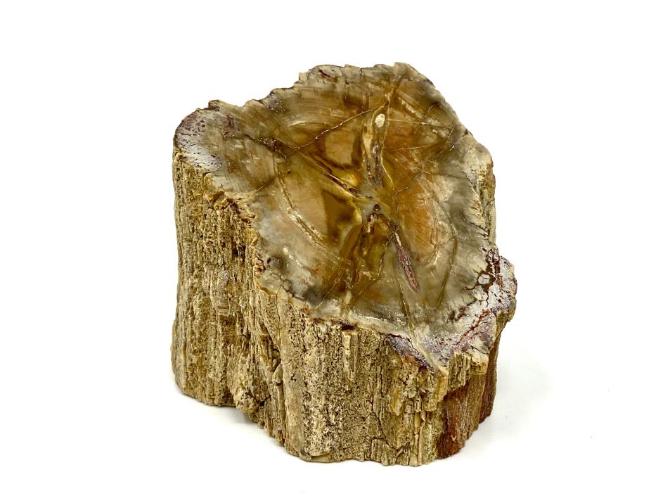 Fossilised Wood Branch Bevel Cut 6.3cm | Image 1