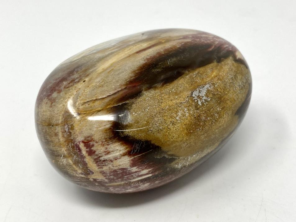 Fossil Wood Pebble Large 7.6cm | Image 1