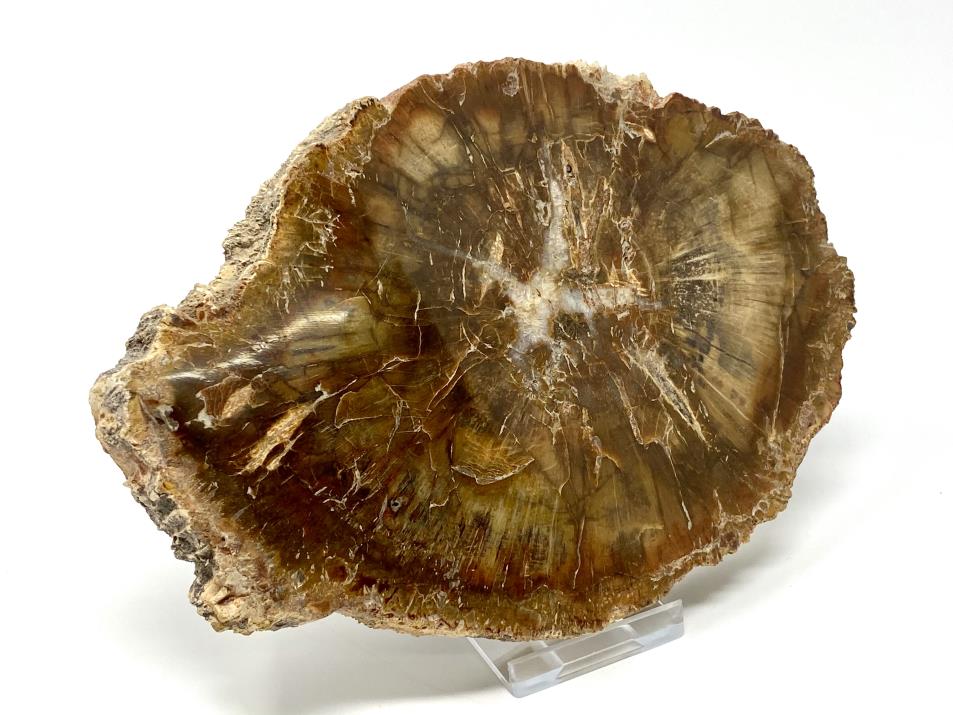 Fossilised Wood Slice 16.5cm | Image 1