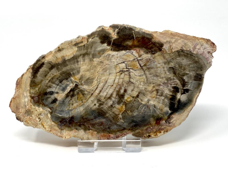 Fossilised Wood Slice 14cm  | Image 1