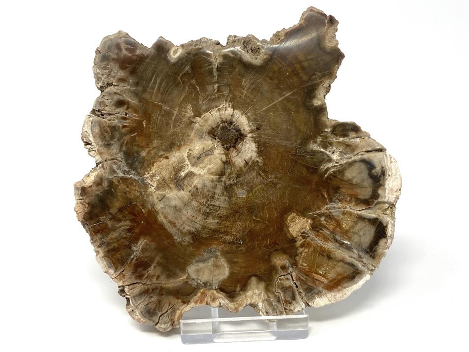 Fossilised Wood Slice 10.8cm | Image 1