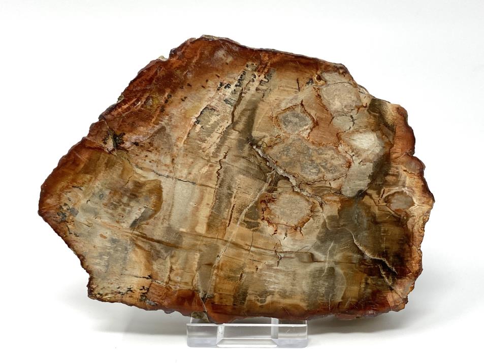 Fossilised Wood Slice 13.2cm | Image 1