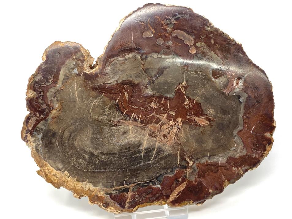 Fossilised Wood Slice 13.2cm | Image 1