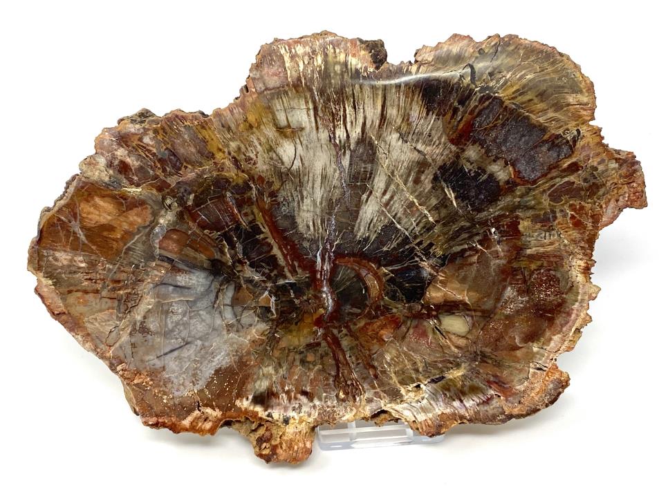Fossilised Wood Slice 19.5cm | Image 1